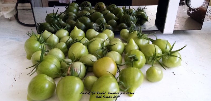 Last of 'F1 Rugby'  tomatoes just picked 20th October 2021.jpg