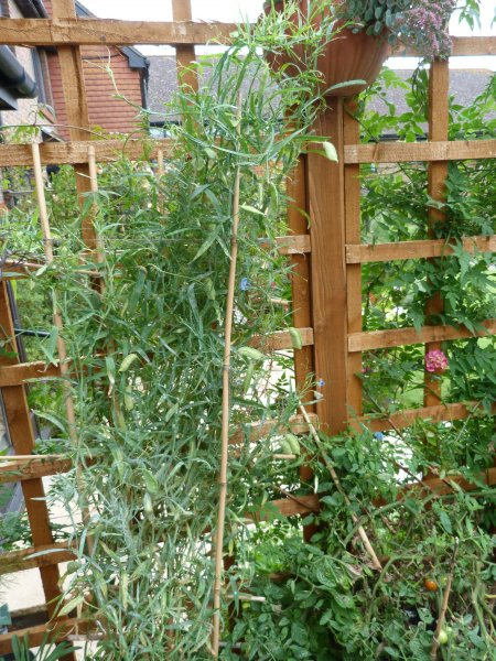 Lathyrus seed pods forming 27 August 2012 002.JPG