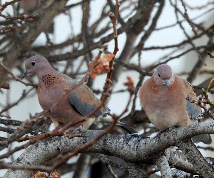 Laughing Doves (12).JPG