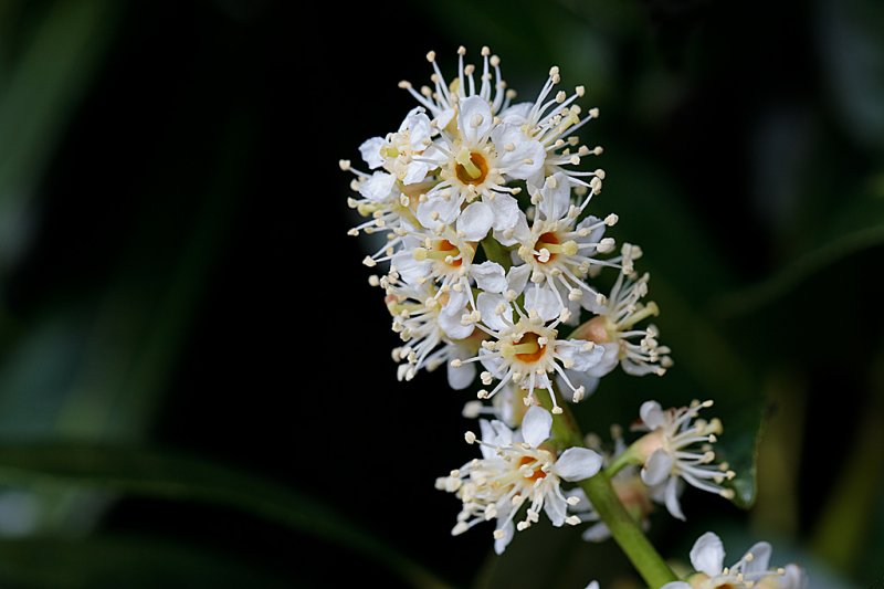 Laurel-flower-f8.jpg