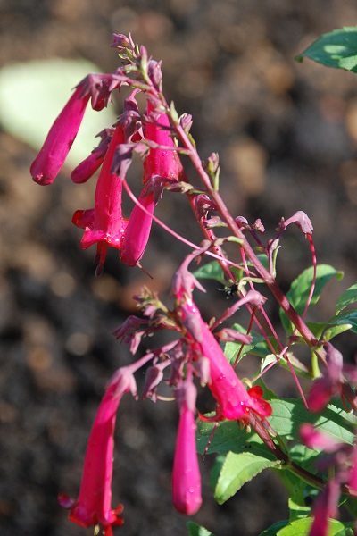 lavender planted 007.JPG