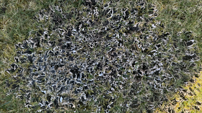 lawn fungus.png