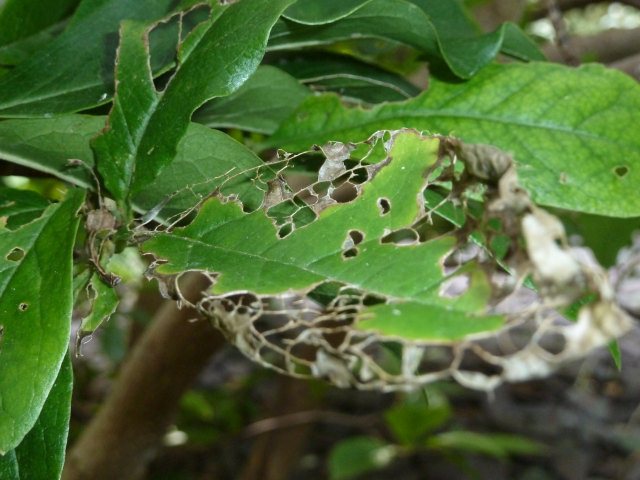 Leaf with disease 1.jpg