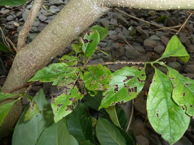 Leaf with disease 2.jpg