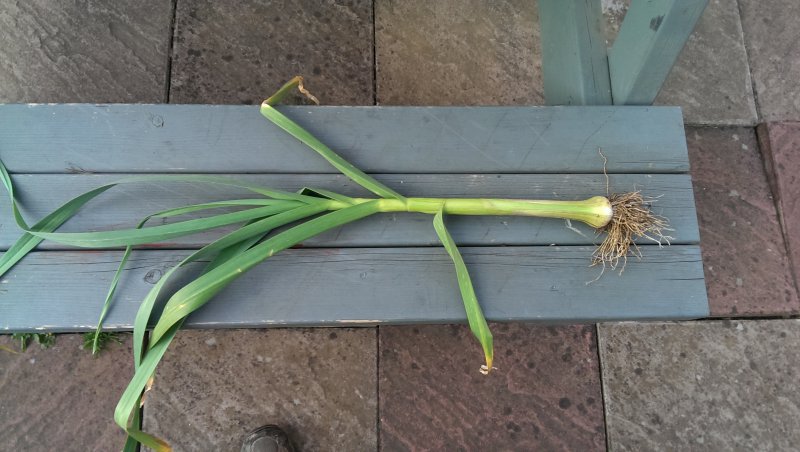 leek-or-garlic.jpg