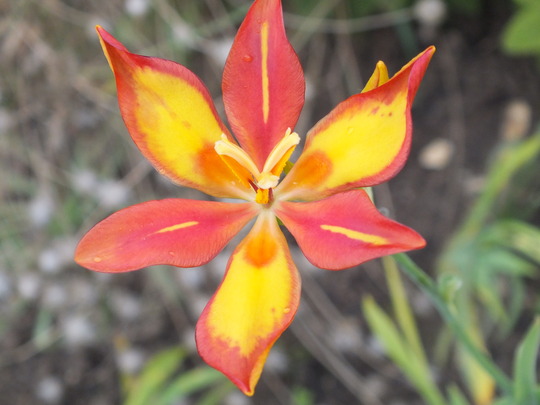 leopard lily.jpg