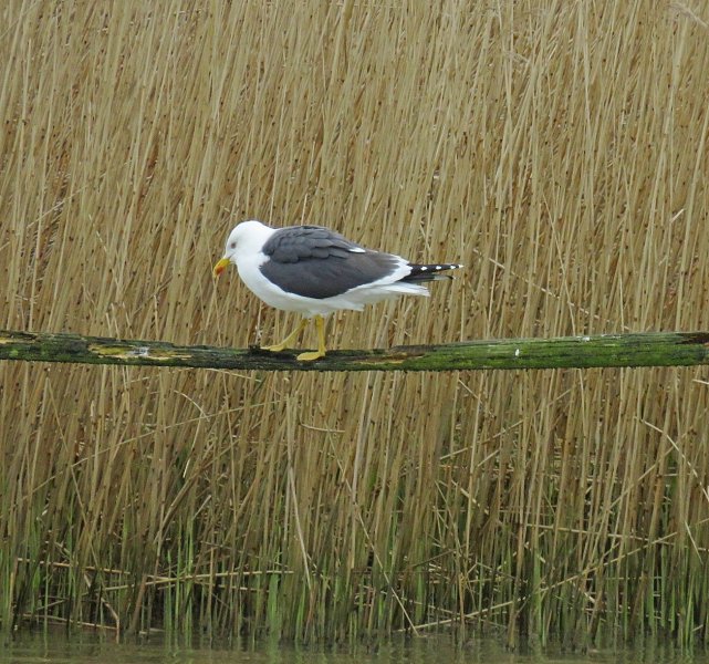 Lesser Black Backed Gull (2).jpg