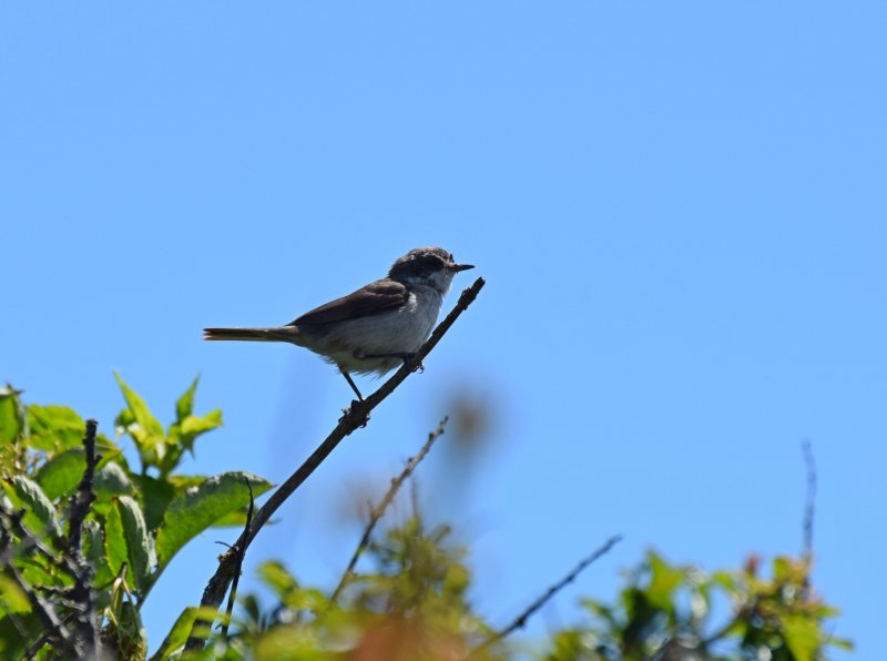 Lesser Whitethroat 1.jpg