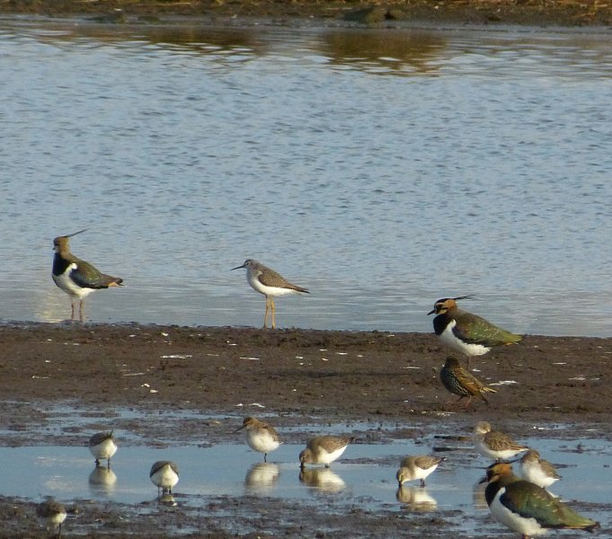 Lesser Yellowlegs - Lodmoor (3).JPG