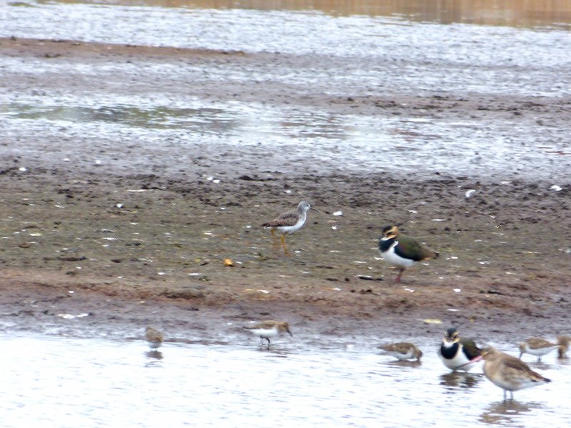 Lesser Yellowlegs  - Lodmoor.jpg