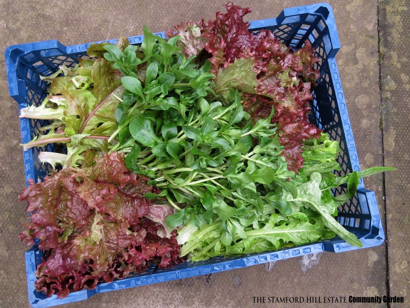 lettuces_03.jpg