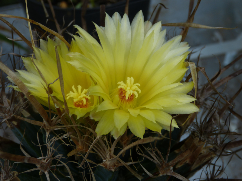 Leuchtenbergia principis.JPG