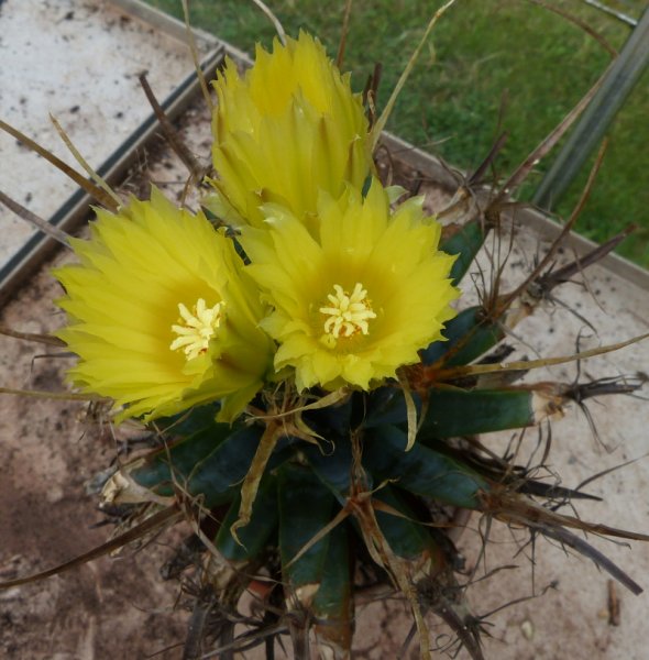 Leuchtenbergia principis.JPG