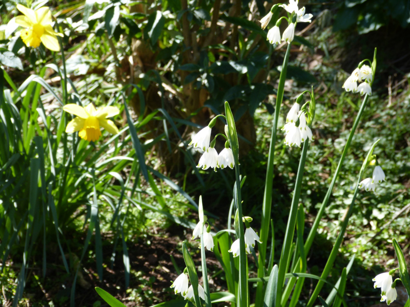 Leucojum vernum.JPG