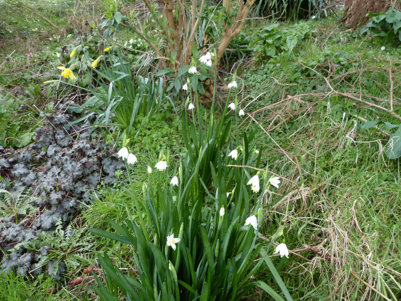 Leucojum vernum.JPG