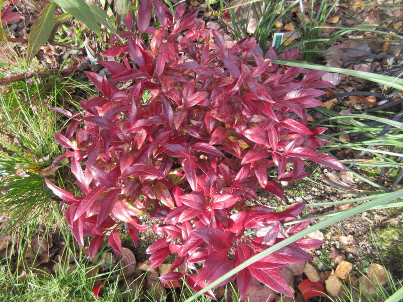 LEUCOTHOE  SCARLETTA 21-10-2019 12-22-08.JPG