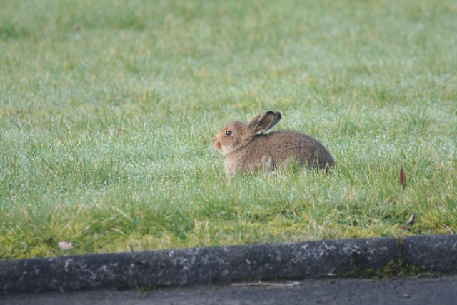 leveret.jpg