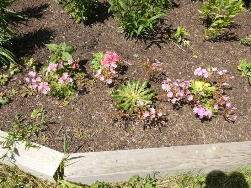 Lewisia cotyledon (Elise)  03 - small.jpg