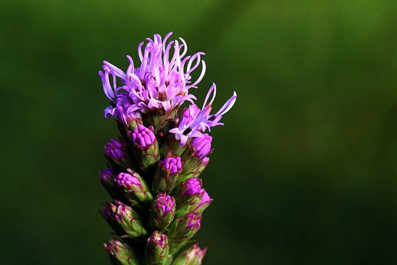 Liatris-Kobold-f11-3.jpg