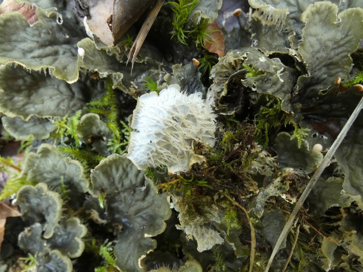 Lichens B  02 - small.jpg