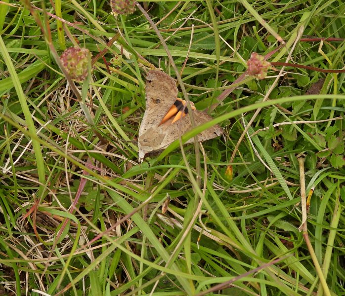 Light Orange Underwing.JPG