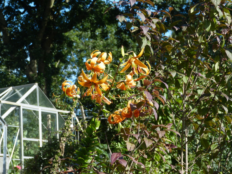 Lilium henryi 2017.JPG