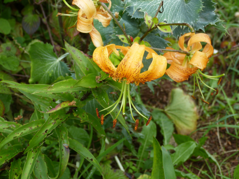 Lilium henryi.JPG