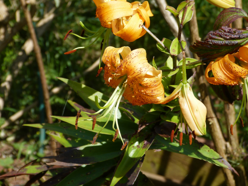 Lilium henryi.JPG