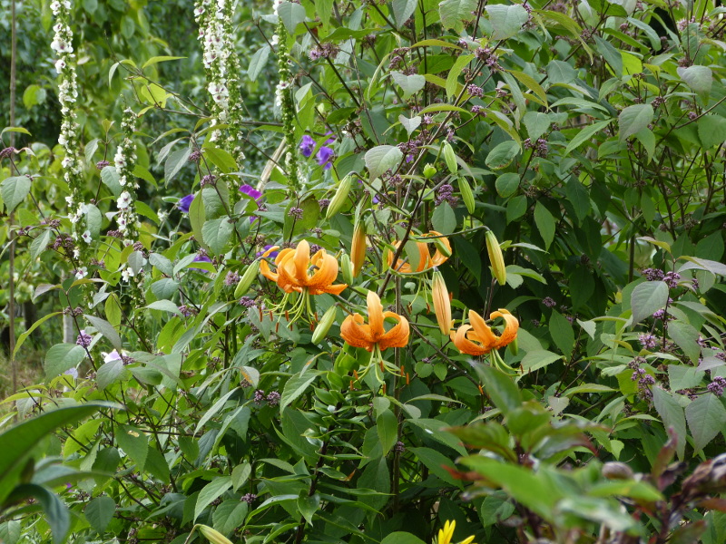 Lilium henryi.JPG