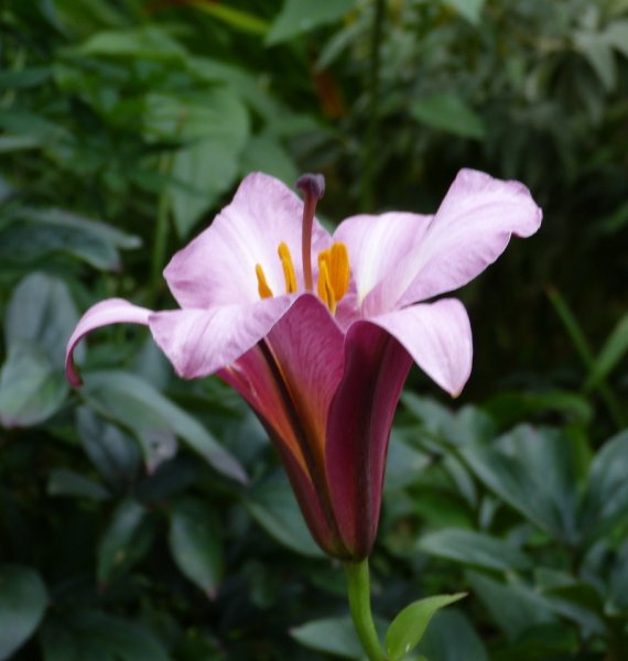 Lilium hybrid 2 2017.JPG