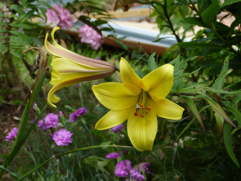 Lilium Hybrid.JPG