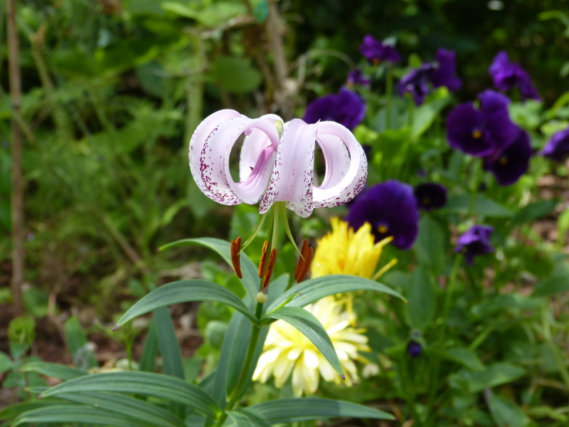 Lilium hyybrid 2017 2.JPG