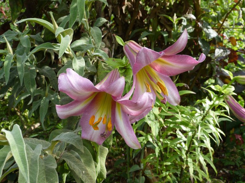 Lilium.JPG