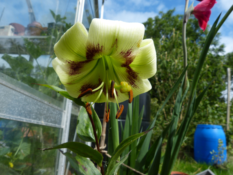 Lilium polianei.JPG