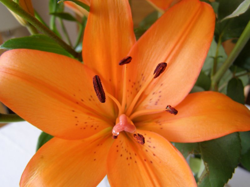 lily 1 - Copy.JPG