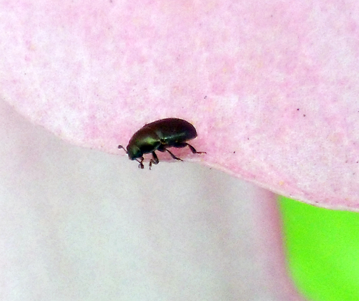 lily beetle2.jpg