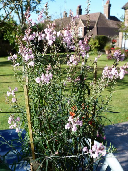 Linaria 'Canon J Went' 19th Sept 2012 003.JPG