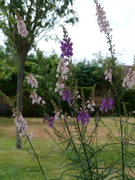 Linaria pink 004.JPG