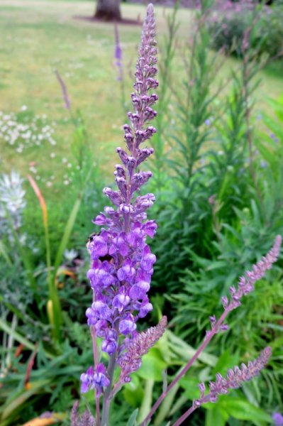 LINARIA  PURPUREA 12-Jul-16 8-12-21 AM.JPG