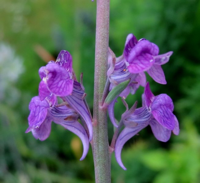 LINARIA  PURPUREA 12-Jul-16 8-12-53 AM.JPG