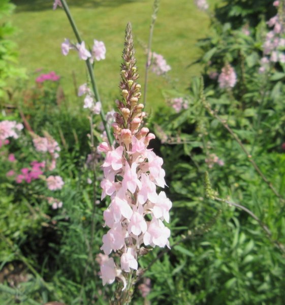 LINARIA  PURPUREA  CANON  WENT 23-07-2019 14-17-51.JPG