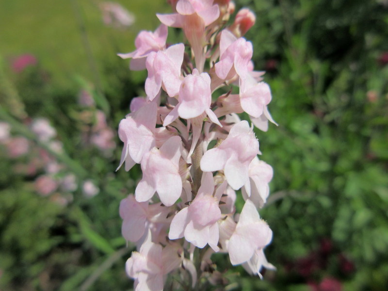 LINARIA  PURPUREA  CANON  WENT 23-07-2019 14-18-20.JPG