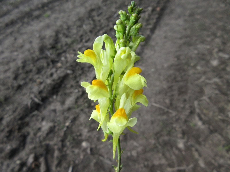 LINARIA  VULGARIS  COMMON  TOADFLAX 06-09-2020 11-35-42.JPG