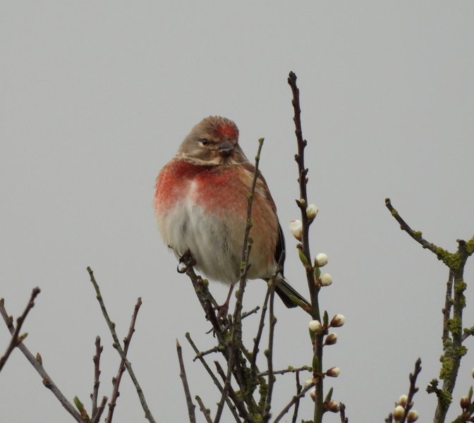 Linnet 1.JPG