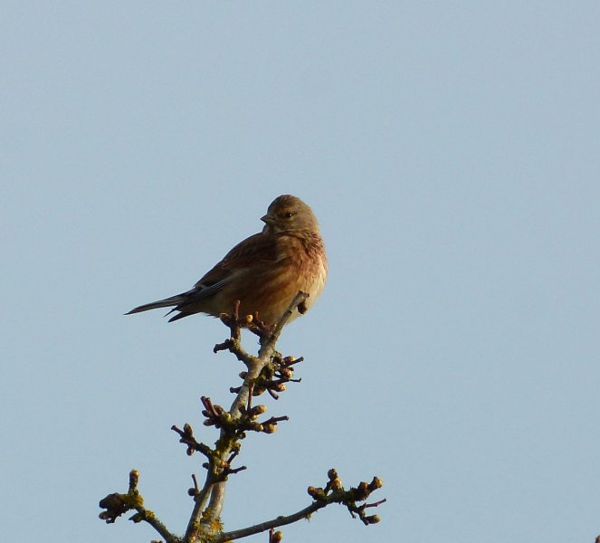 Linnet.JPG