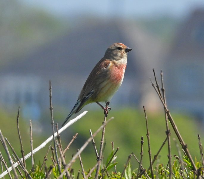 Linnet.JPG