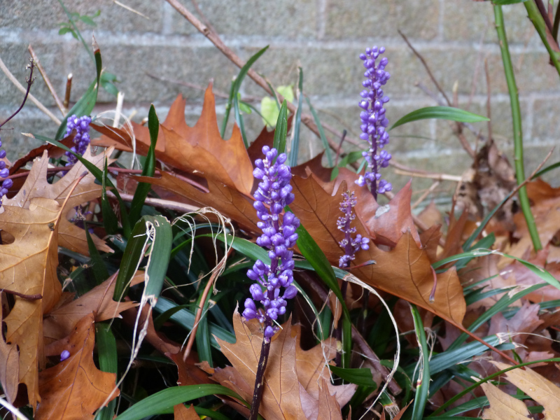 Liriope muscari 1.JPG