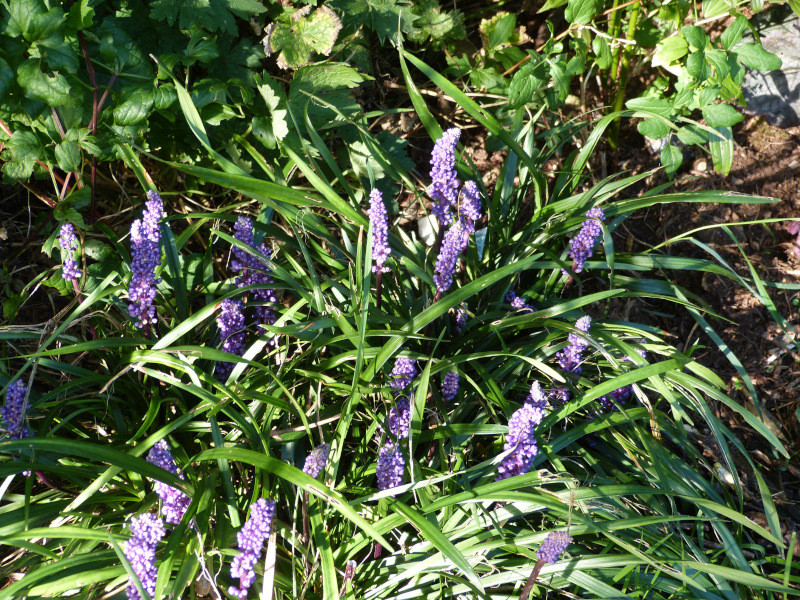 Liriope muscari.JPG