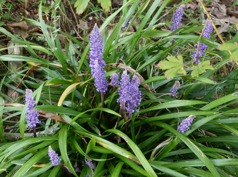 Liriope muscari.JPG