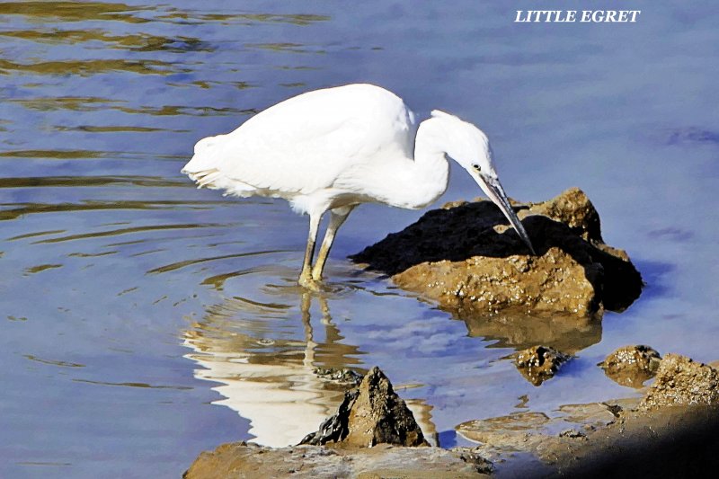 Little Egret.JPG